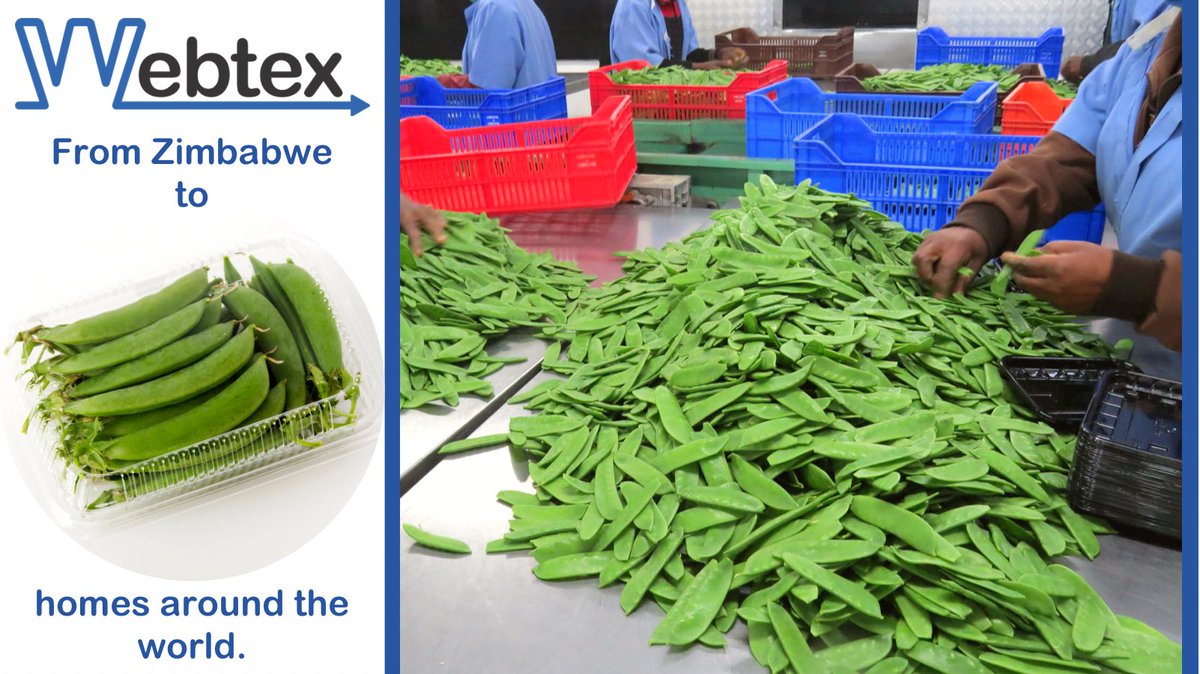 WebtexZw's tweet photo. Completing the export cycle🛫🌍🌱
#peas #exportcrop #horticulture #supportingagriculture #zimfarming #webtexzw https://t.co/dvxMdUWl4X