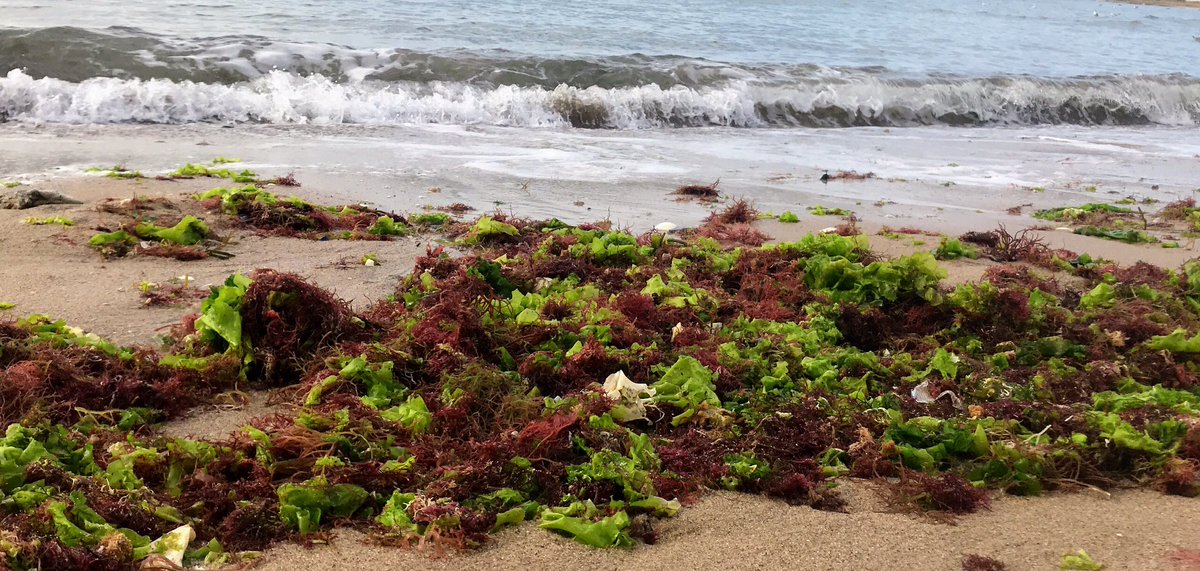 GM !

Some colored seaweed 🦭

#NFT #NFTCommunity #NFTs #NFTphotographers #nftphotography #NFTGiveway