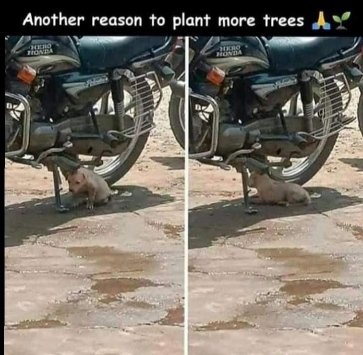 bin_Muumin's tweet photo. Plants are important to both animals and humans. https://t.co/YT8SInWgLJ