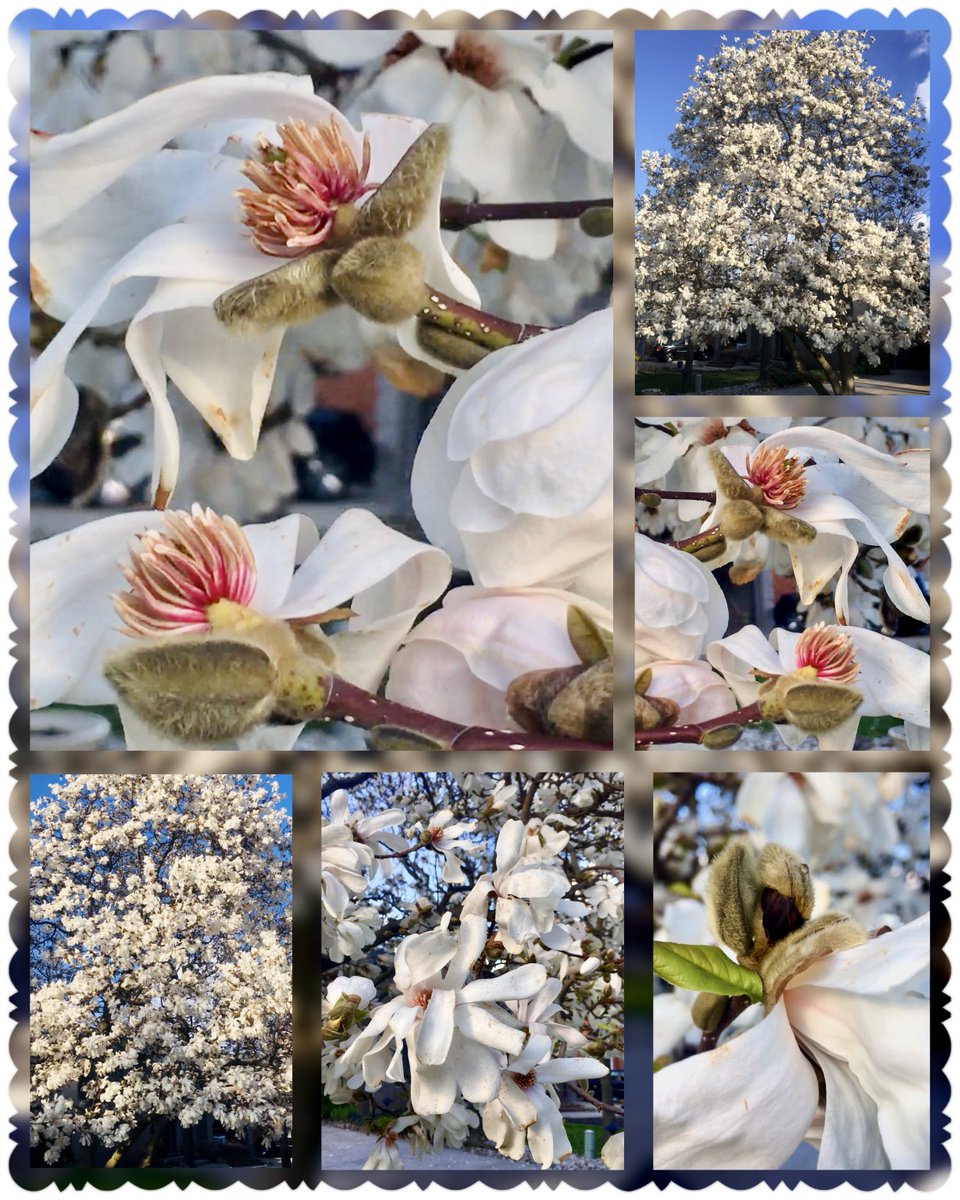 #FlowersOnFriday Theme today is
‘White & Pastel Flowers’ to celebrate #SauvignonBlancDay & also Cheers to everyone! 🥂  This beautiful Star Magnolia tree doesn’t belong to me. It belongs to my neighbour but the petals are mine when the #Flowers drop on my lawn & #Garden 😃