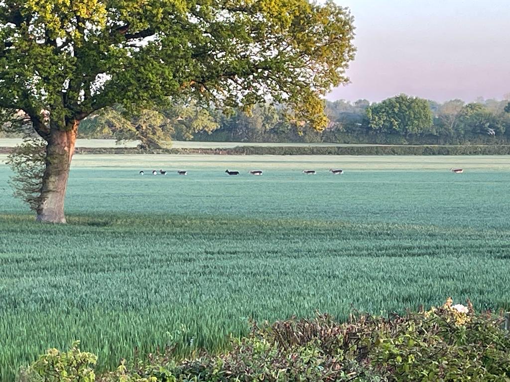 DeTom48's tweet photo. Wonderful sight a heard of #Dear 🦌 at #Hothfield #Reservoir the joy of early morning starts ⁦@EnvAgencySE⁩ ⁦@AshfordCouncil⁩ ⁦@Kent_cc⁩ ⁦ https://t.co/i0PsbP3jyl