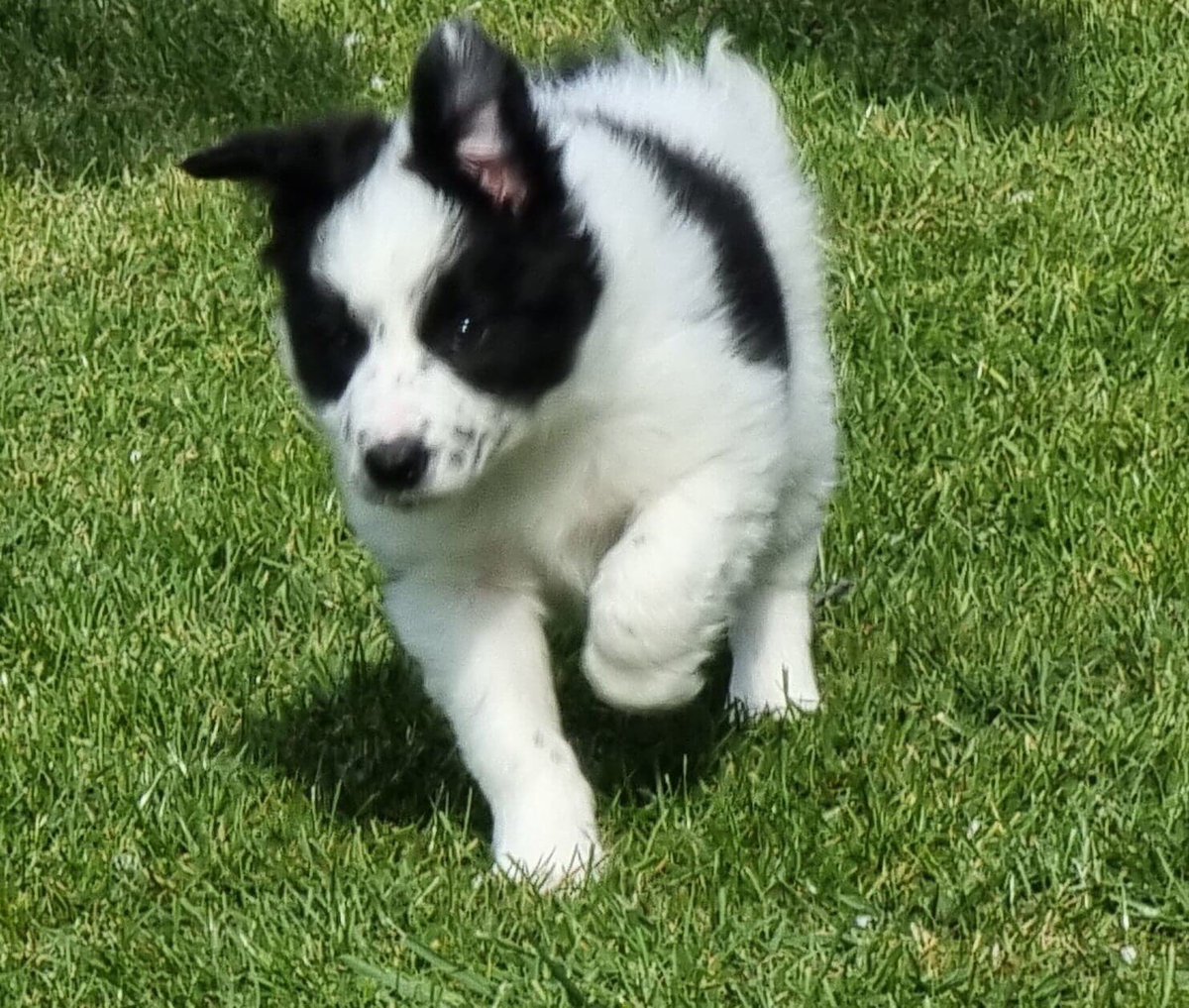 dlpettransport's tweet photo. Our pup of the week star traveler #puppy #dogs  #HappyFriday #dogoftheday https://t.co/dzhtngjYtw