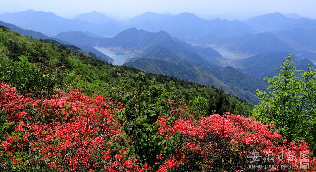 Anstronaut1's tweet photo. Sea of azaleas blooming at the altitude of 1,468 meters in #Xiuning.
#Anhui #amazingChina #安徽 #休宁 #花海 https://t.co/jixcd3YINC