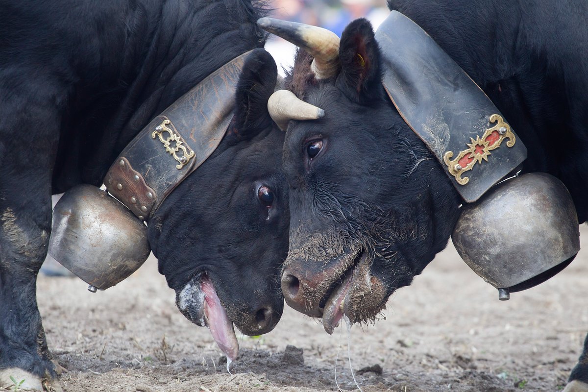RadioTeleSuisse's tweet photo. 🐄👑🏔Qui sera sacré #reine ce dimanche à Aproz en #Valais? Suivez en direct la finale nationale de la race d’Hérens sur la @RadioTeleSuisse, @canal9 et @SRF présentée par @HusznoLea et @RomainBoisset

📆à 14h15 sur RTS 1, Canal 9 et SRF 2.

#ServicePublic #RTSAvecVous https://t.co/0gwrXKqPYh