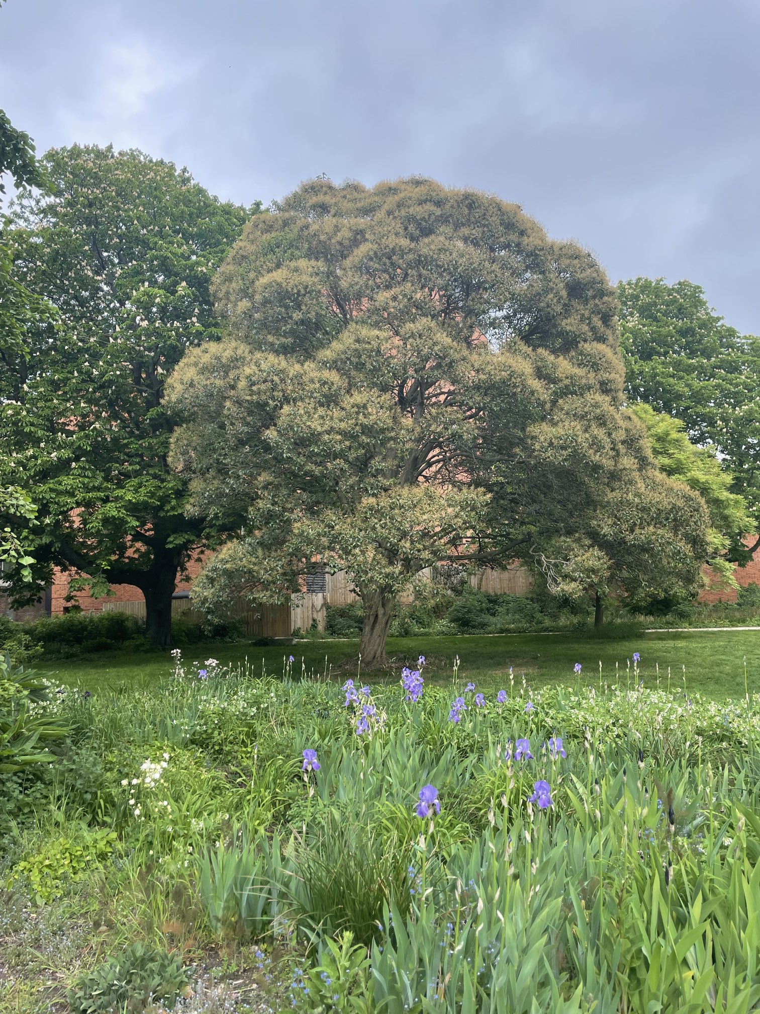 ALASTAIR CAMPBELL on Twitter: "Tree of the Day … in Labour Westminster
