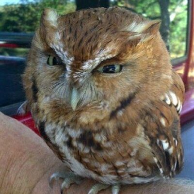 ——— 

  Eda as pictures of owls : a thread . 

    Angy owl .