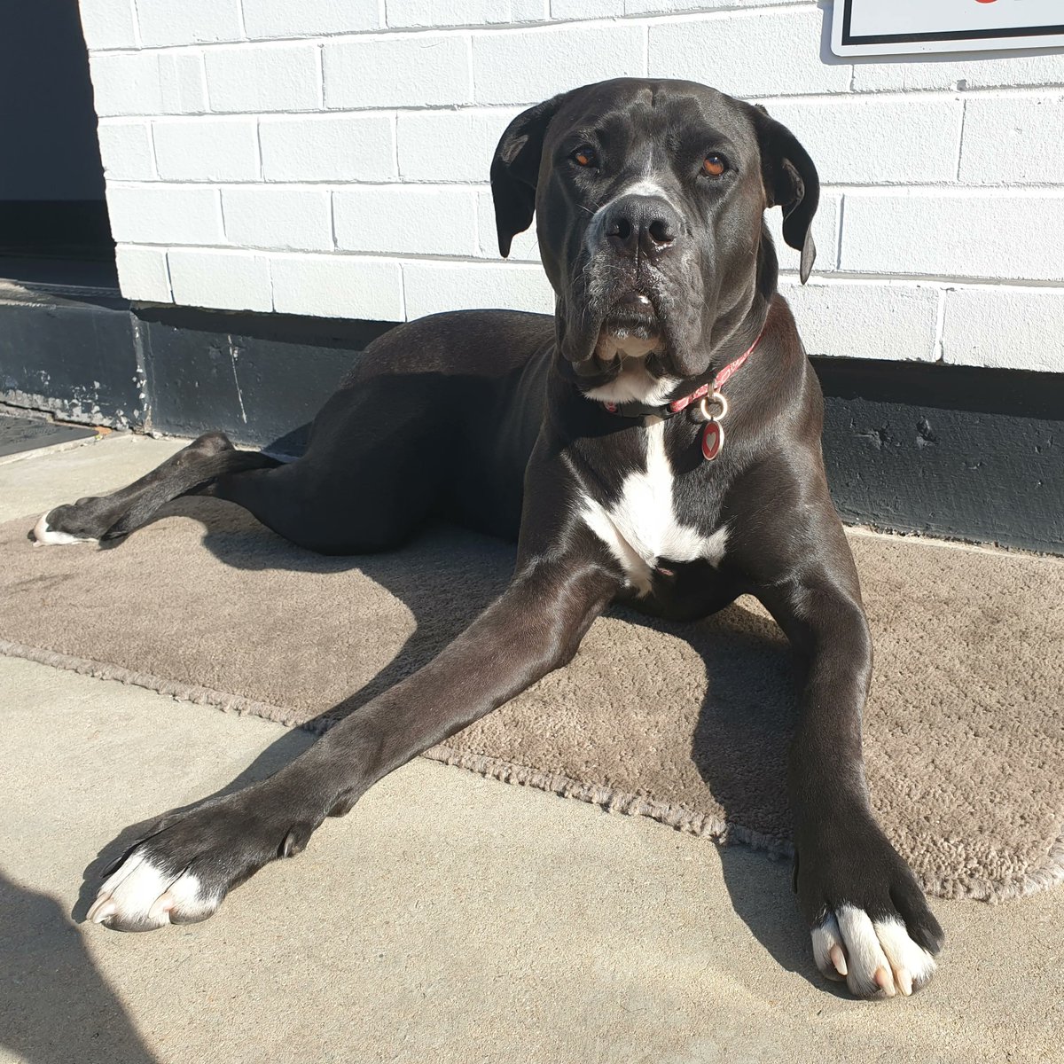 PaceAutoWerks's tweet photo. Lola can see the weekend fast approaching.. How about you? 🐕 

#DogsofWA #PerthWA #PerthCars #PerthEveryday #PuppiesofPerth #CutePupsofInstagram #CityofPerth #DogsofPerth #StaySafe #Friyay #PerthCBD #PaceAutoWerks https://t.co/EkxFxF3v96
