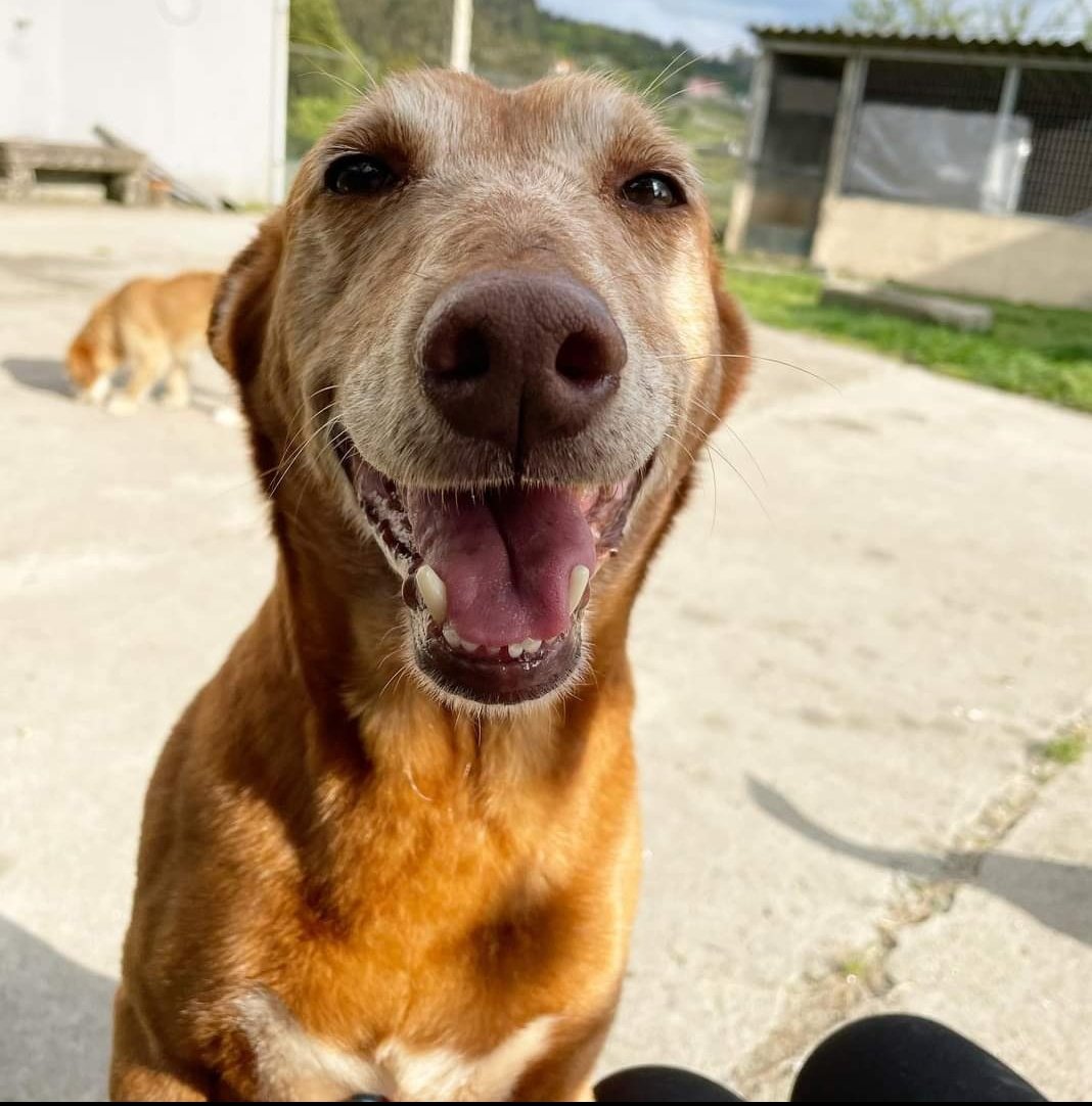 Rescate Animal Ohana tweet media