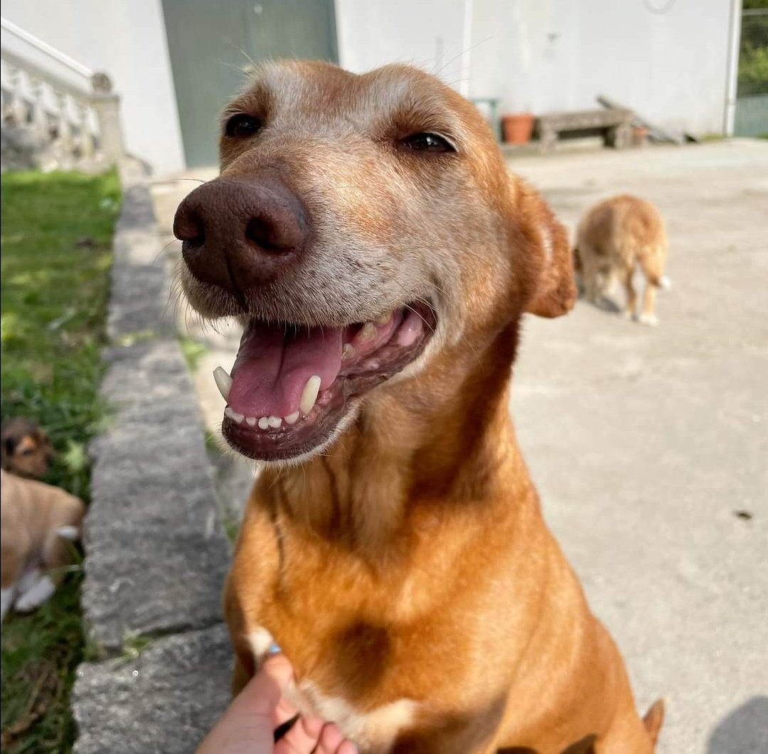 Rescate Animal Ohana tweet media