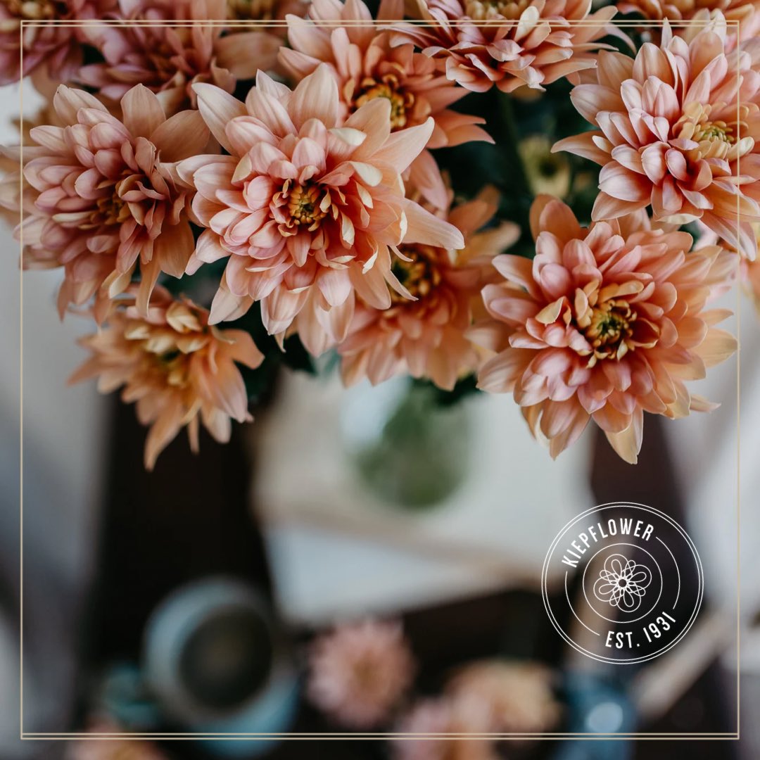 Kiepflower's tweet photo. ๐ธ ChrysantheMUM ๐ธ In just a few days time, the world will set their focus on #mothers. Give your #mum, #grandma, #oma or #mama a #giftthatlasts by choosing from the wide range of #chrysanthemums with their #longvaselife. Feat: Baltica Salmon by @Deliflor #mothersday #moederdag https://t.co/MaI1uKBIu6