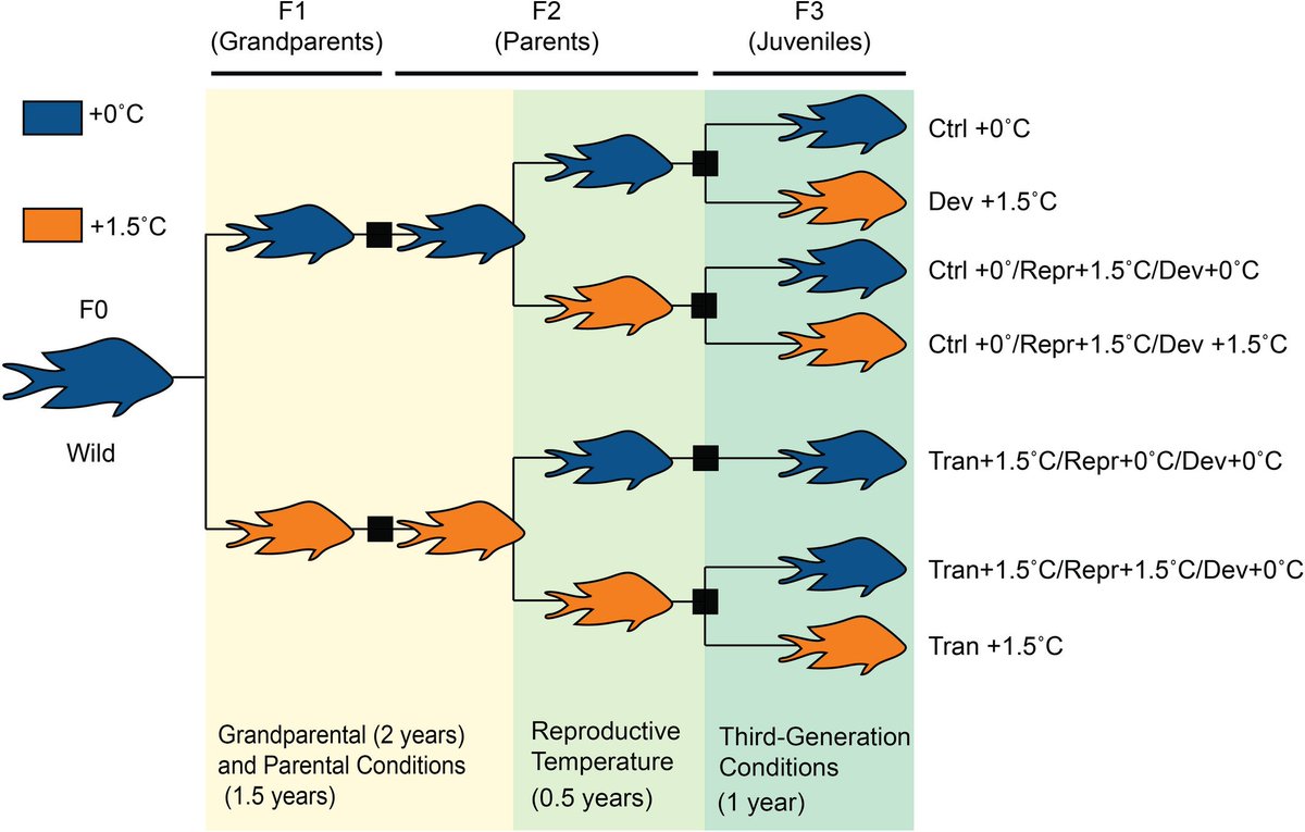 EvolAppJournal's tweet photo. Plasticity to ocean warming is influenced by transgenerational, reproductive, and developmental exposure in a coral reef fish
https://t.co/dp1t6K1GT5
by Bernal et al
@evo_fish
#plasticity #transgeneration #GlobalChange #ClimateWarming #fish https://t.co/4zl3BfSzjP