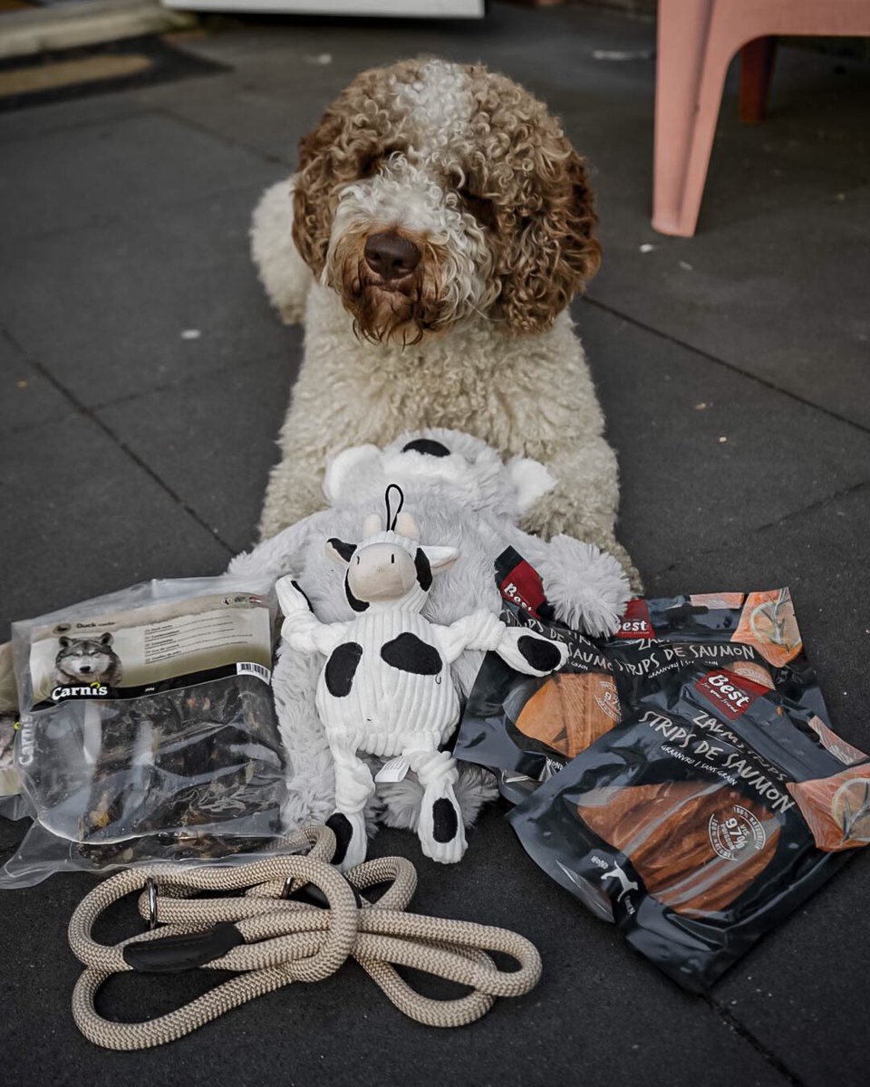 Today is the birthday of our “office” dog. Did he received enough birthday gifts?