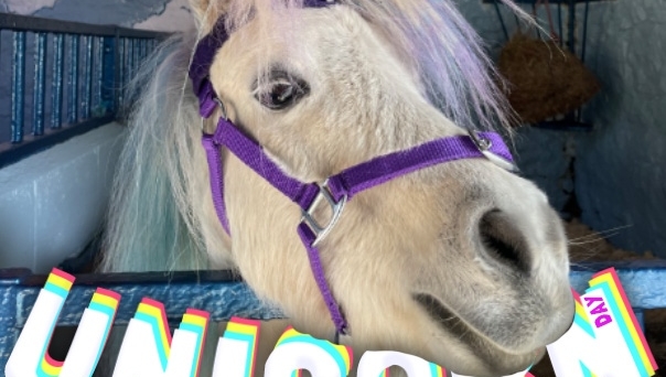 MiniPonyDevon's tweet image. Don't forget - Our magical unicorn day is this MONTH !!🤩🤩

#DevonsTopAttractions #devon #adventure #england #seaside #countryside #coast #cornwall #staycation #north #devon #southwest #plymouth #somerset