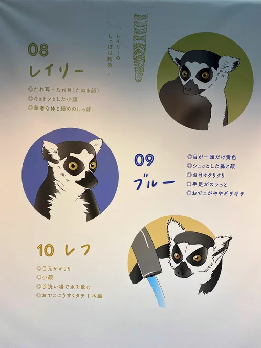 久しぶりにニフ/レル行った   冥王のワオザルがいた 
