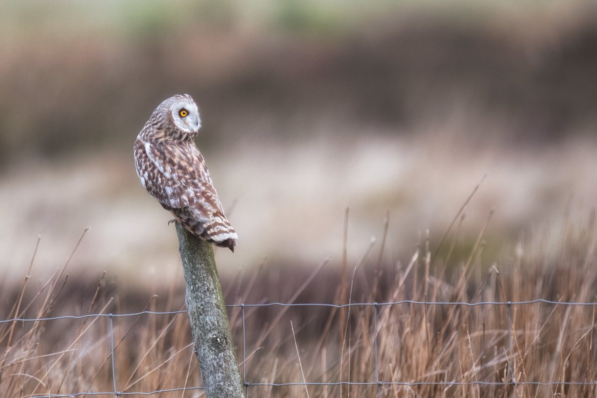 Best morning of the year by a country mile! What an adventure, star of the show? It had to be Shorty........