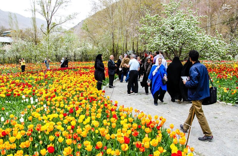 IRANinSriLanka's tweet photo. #Iran #Tourrist Atractions.
Gachsar #tulips #Festival.
#Karaj
#Gachsar
#Chalous
https://t.co/V8zp9pzTwc https://t.co/2EMSKZpLSi
