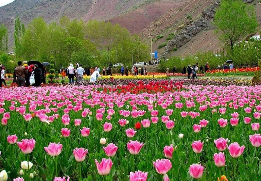 IRANinSriLanka's tweet photo. #Iran #Tourrist Atractions.
Gachsar #tulips #Festival.
#Karaj
#Gachsar
#Chalous
https://t.co/V8zp9pzTwc https://t.co/2EMSKZpLSi