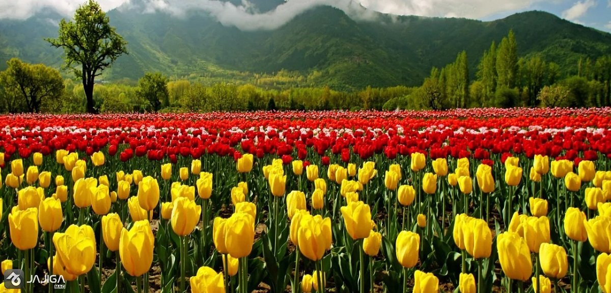 IRANinSriLanka's tweet photo. #Iran #Tourrist Atractions.
Gachsar #tulips #Festival.
#Karaj
#Gachsar
#Chalous
https://t.co/V8zp9pzTwc https://t.co/2EMSKZpLSi