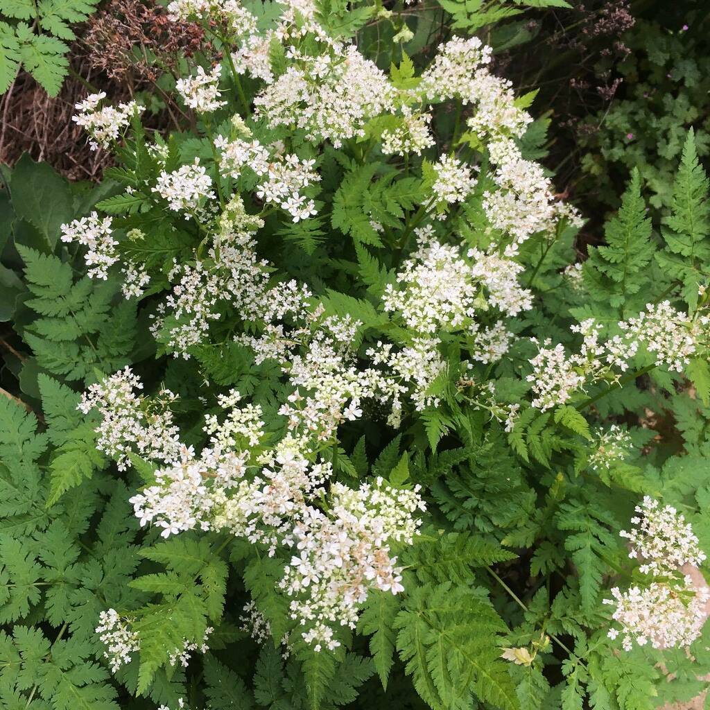 Rhizowen's tweet photo. Early morning Myrrhis. This is the hairless form of sweet cicely, which is less common than the hirsute version, but just as good, if not better. #myrrhis #apiaceae #sweetcicely #hairlesssweetcicely #myrrhisodorata #edimentals https://t.co/KzEWPKf5WX
