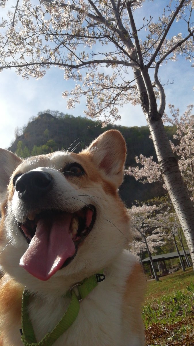 smiledog1126's tweet photo. 五天山公園で涼と桜

#コーギー
#corgi https://t.co/tQez72nNxU