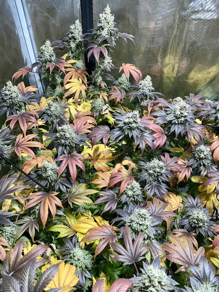 thegoodfog's tweet photo. @Cjames55149 Start the seeds in Rockwool w/a dome &amp; Luxx lighting LED strip w/heating pad. Once rooted, plant in a 3.5” pot for 2 weeks then transfer to your 1 gal and veg for 3 weeks and then transfer it to your final 3 gal pot and let it go. I like ProMix HP and Athena for food and IPM https://t.co/RRNFDfYPe8