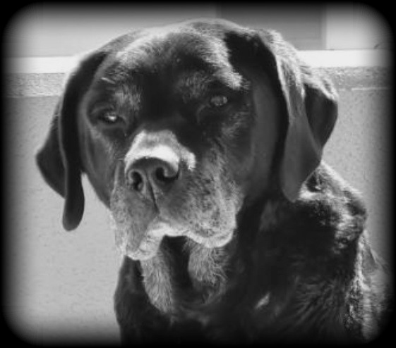 SpaceCocoDog's tweet photo. 4 times abandoned abused, beaten, tortured... but never stopped loving humans

This project is inspired by this dog and aims to help the animal cause.

We want to change people's attitudes and for that we have to start from childhood.

#NFT #AnimalWelfare #NFTProject https://t.co/y1MFvlD82T