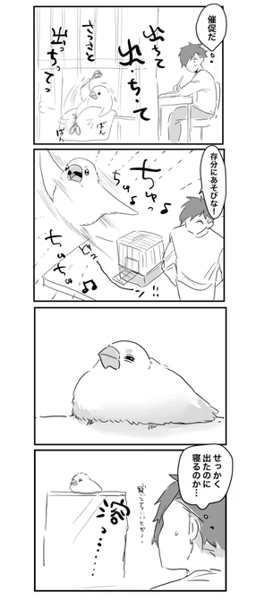 ノリノリで出て溶ける #文鳥 