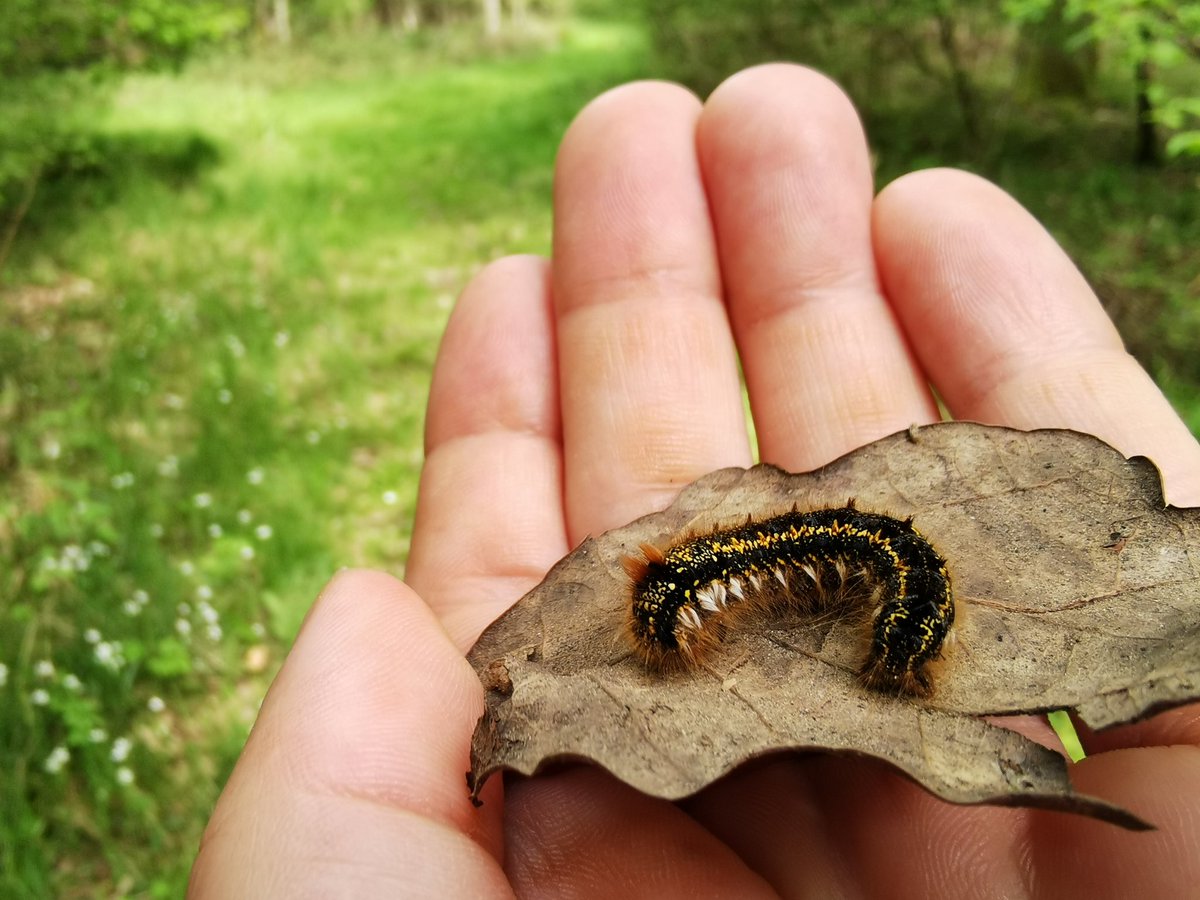 CharleyMillerCM's tweet photo. I'm doing a talk on Nature and Wellbeing @hazelhillwood at @pintofscience Salisbury on Monday! Tickets here https://t.co/uhSeblQhHy

Going to attempt "Listening Antlers" game/meditation... 

(caterpillar photo from yesterday, my first day back at work after 3 weeks in India!) https://t.co/ENeiVeOcc5