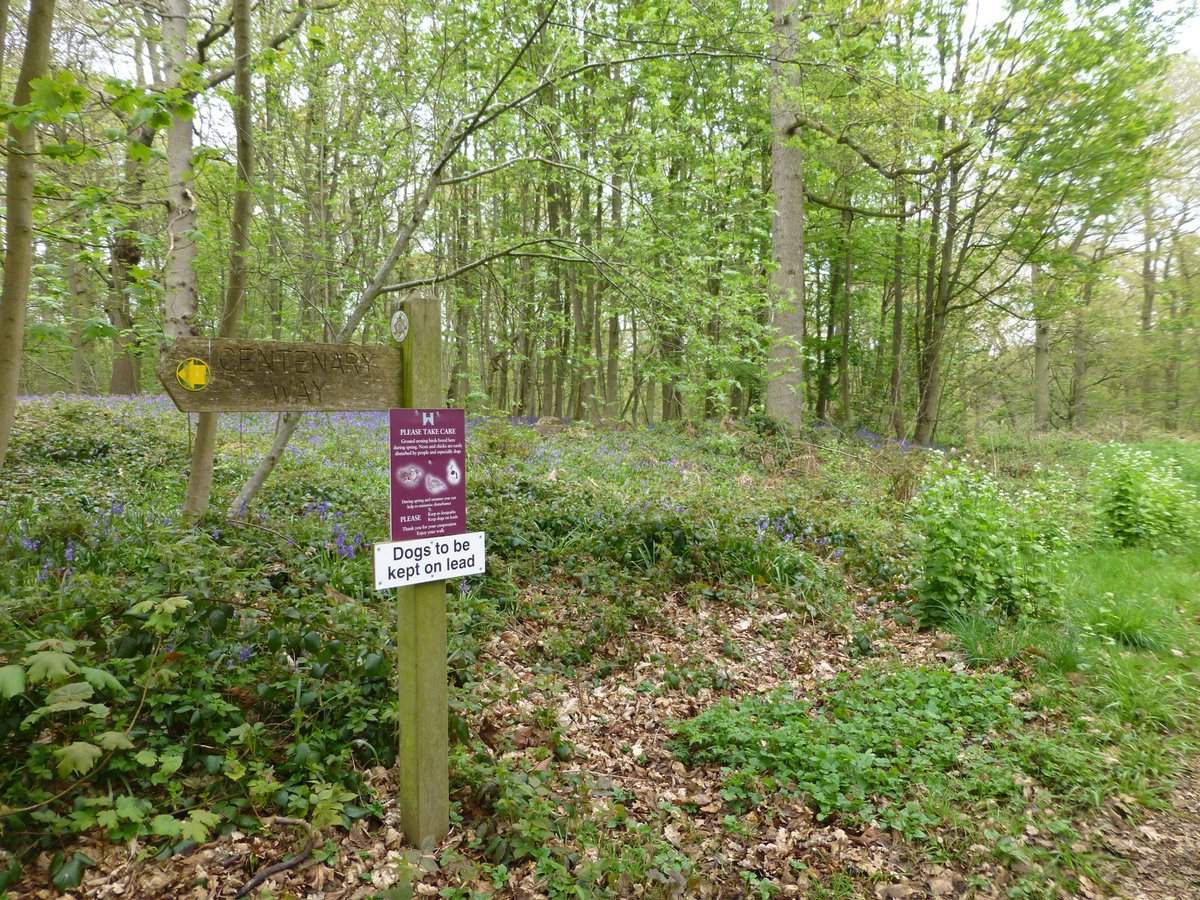 Jacquelineyorks's tweet photo. A #fingerpostfriday showing the #CentenaryWay in Pretty Wood @Howardian_Hills #NorthYorkshire https://t.co/y2PvBJbFBC