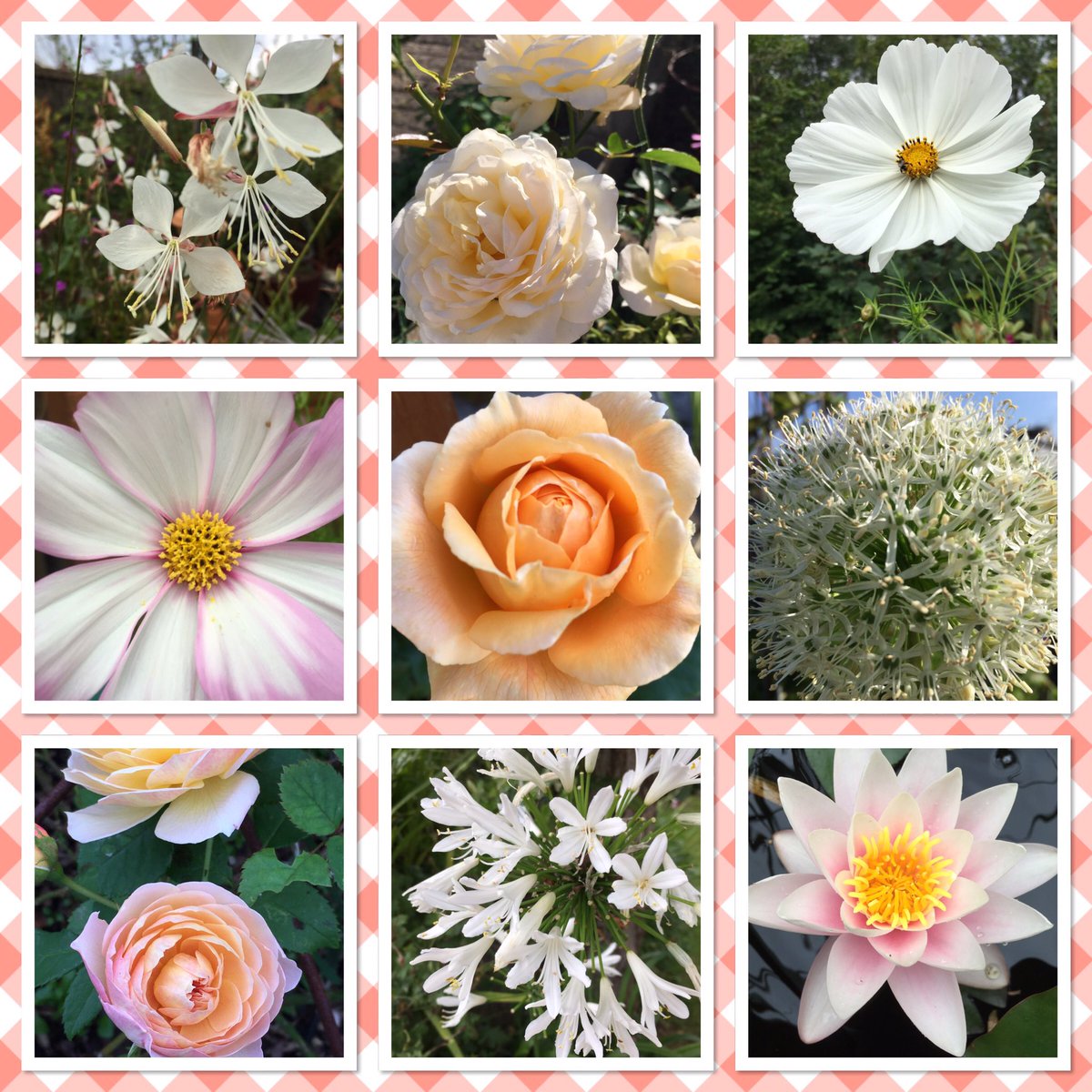 White & pastel flowers to celebrate #sauvignonblancday for #FlowersOnFriday 🥂 #GardeningTwitter