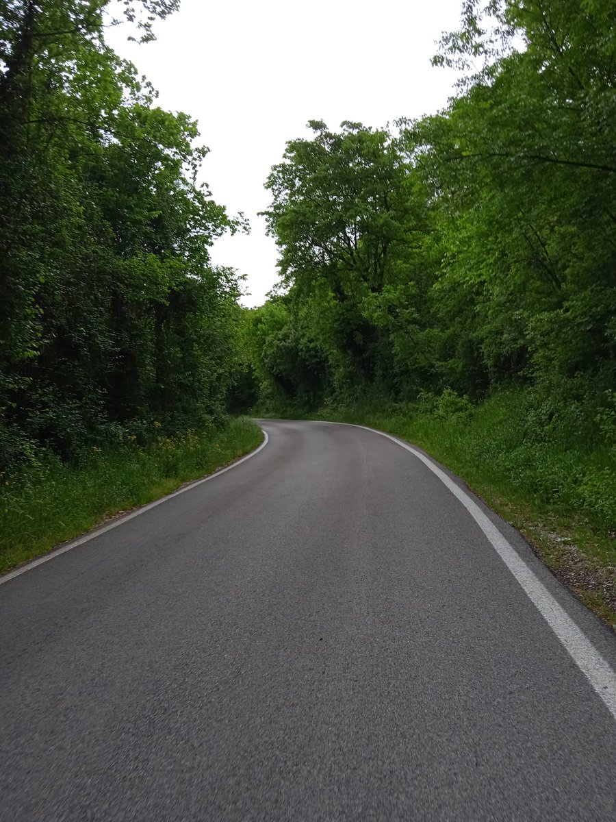 Luca10101973's tweet photo. #BuongiornoATutti dal bosco di Morolo in #bicj.🍀🚴 https://t.co/qFBI34Ivxq