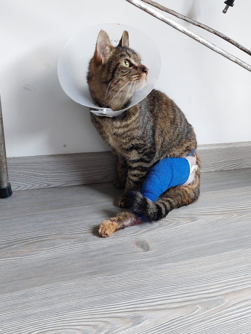 HamonJairo's tweet photo. La gatica ya quedó operada gracias a la solidaridad de muchas personas (lamentablemente ninguna de Twitter 😕) pero si es  para la primera línea ahí sí se endeudan. Gracias a @Marce_Tabares y a la clínica Speedog de Chía. https://t.co/dRGrfO2Hy8