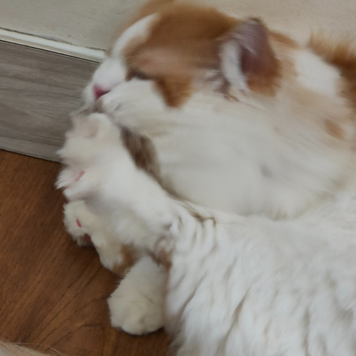 ixicept's tweet photo. Cat pics go hard https://t.co/22J5YAiVHz