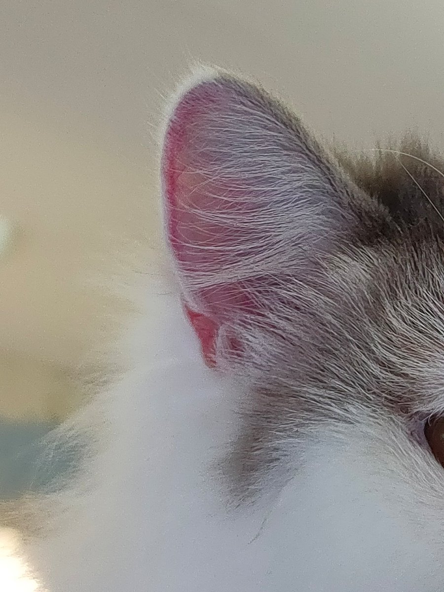 ixicept's tweet photo. Cat pics go hard https://t.co/22J5YAiVHz