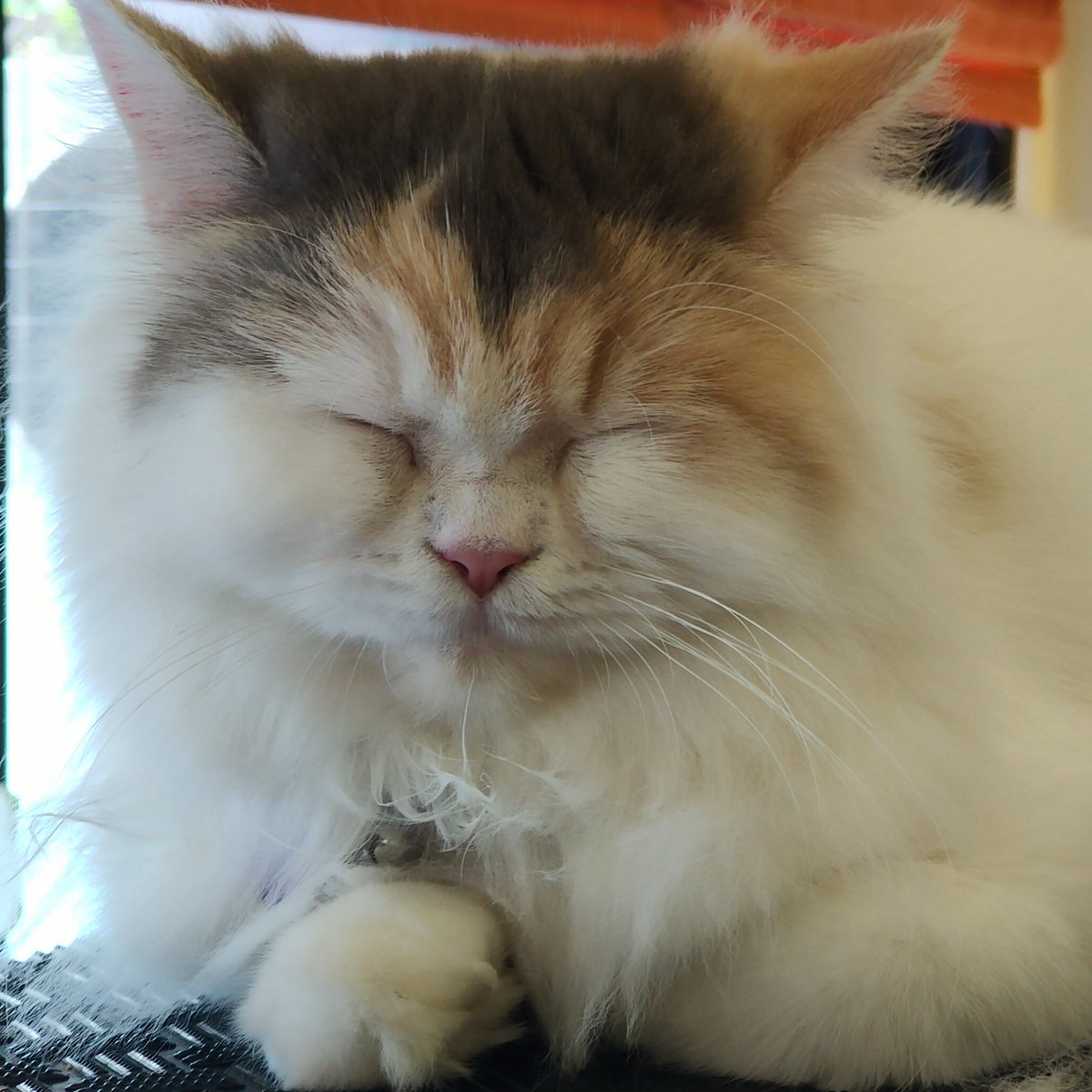 ixicept's tweet photo. Cat pics go hard https://t.co/22J5YAiVHz