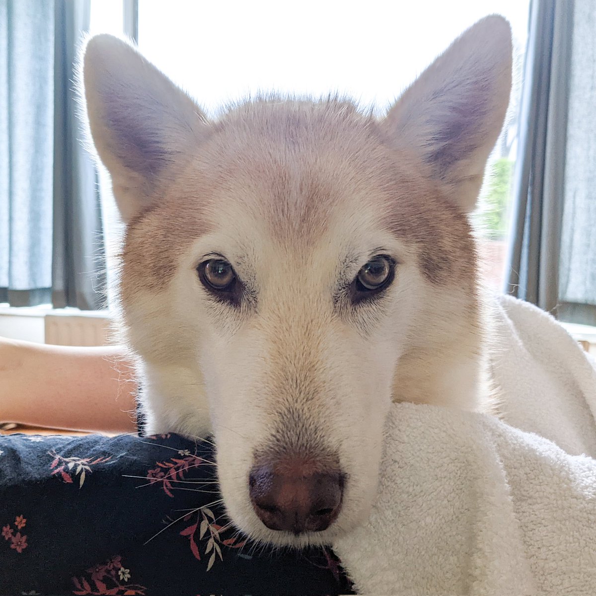 fiftymm's tweet photo. Morning! A Husky's love...for your bacon butty! https://t.co/u3HTikPGKN