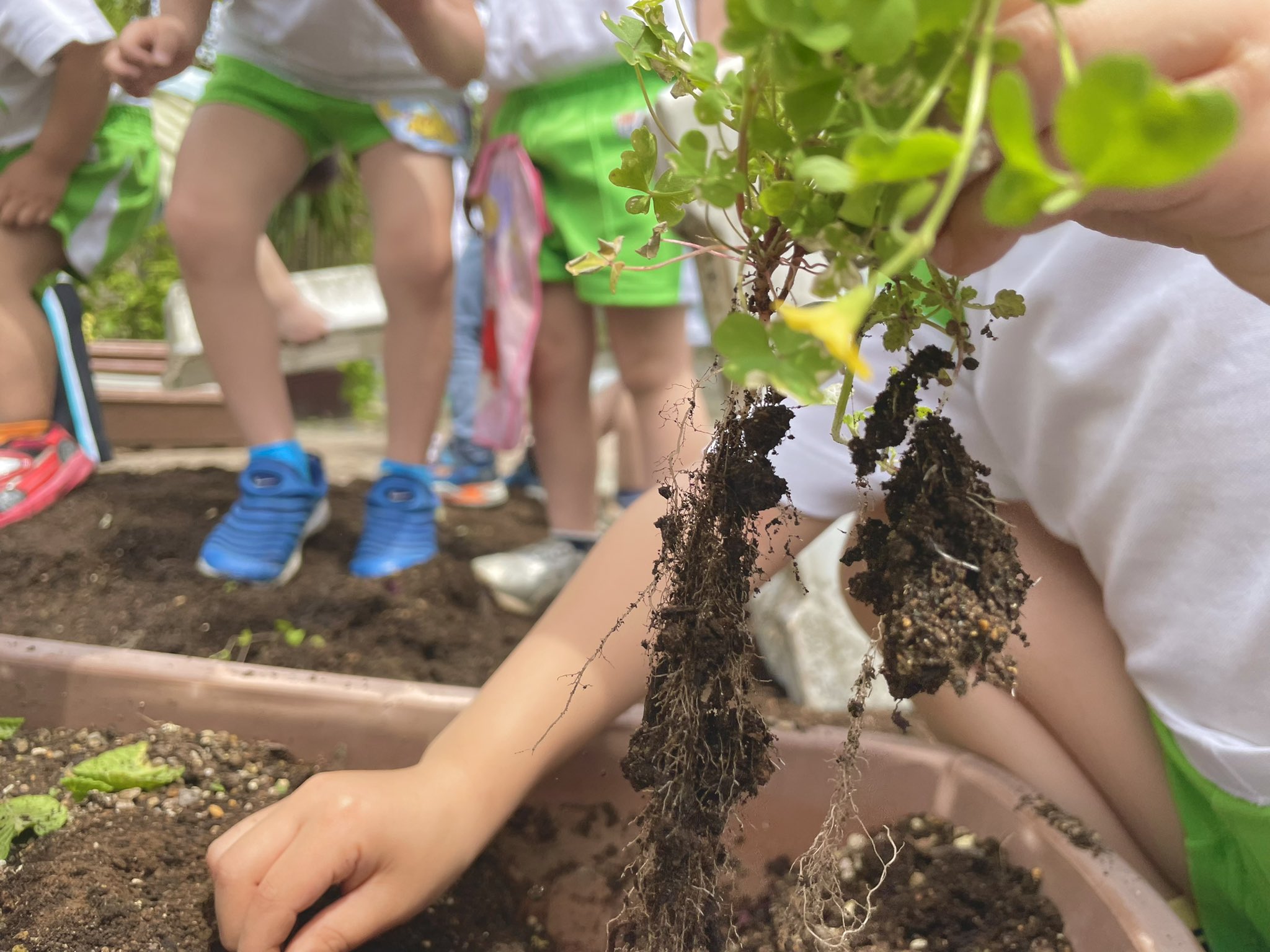 キリスト教幼児教育 きのみ 公式 花壇 プランターの植え替えを行いました ダンゴムシなどの虫が沢山出てきて子供たち大興奮でした T Co Widiswpjzr Twitter