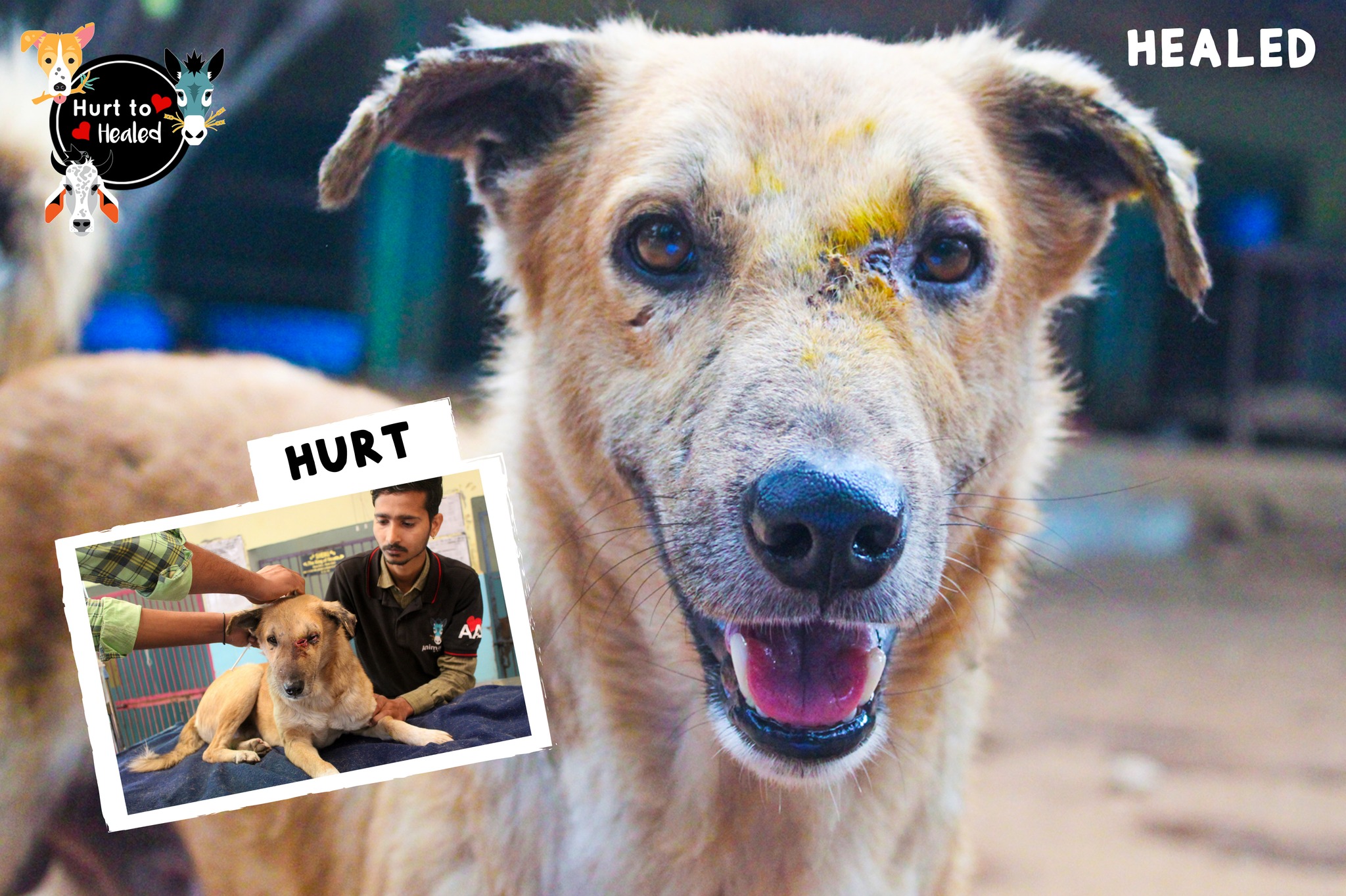 Animal Aid Unlimited on Twitter: Animal Aid Unlimited on Twitter: