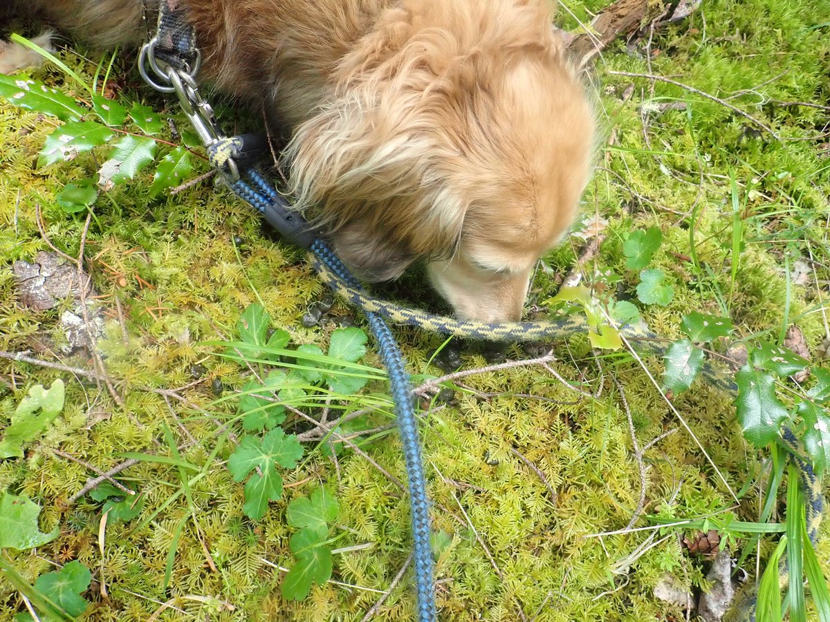 BillWeir5's tweet photo. On this #walkthedogs they found something. She tried to convince me they were raisins. No? So off we go! https://t.co/ei0ucfU5Kb