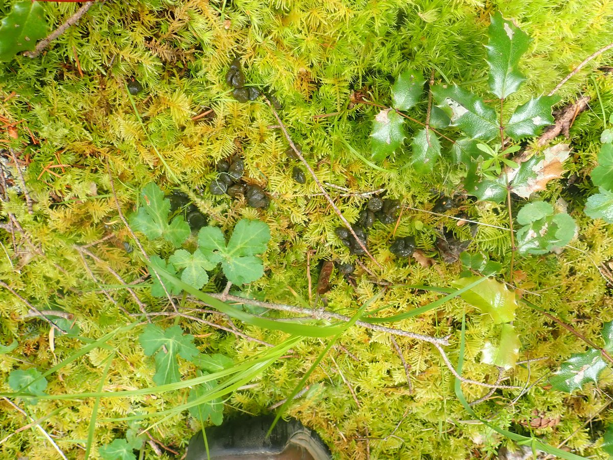 BillWeir5's tweet photo. On this #walkthedogs they found something. She tried to convince me they were raisins. No? So off we go! https://t.co/ei0ucfU5Kb