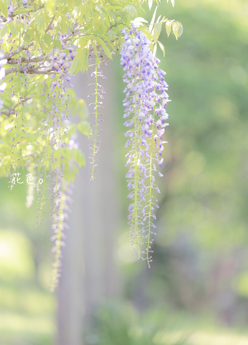 ꕤ*.ﾟ

#キリトリセカイ  
#ファインダー越しの私の世界 
#TLを花でいっぱいにしよう 
#写真が好き