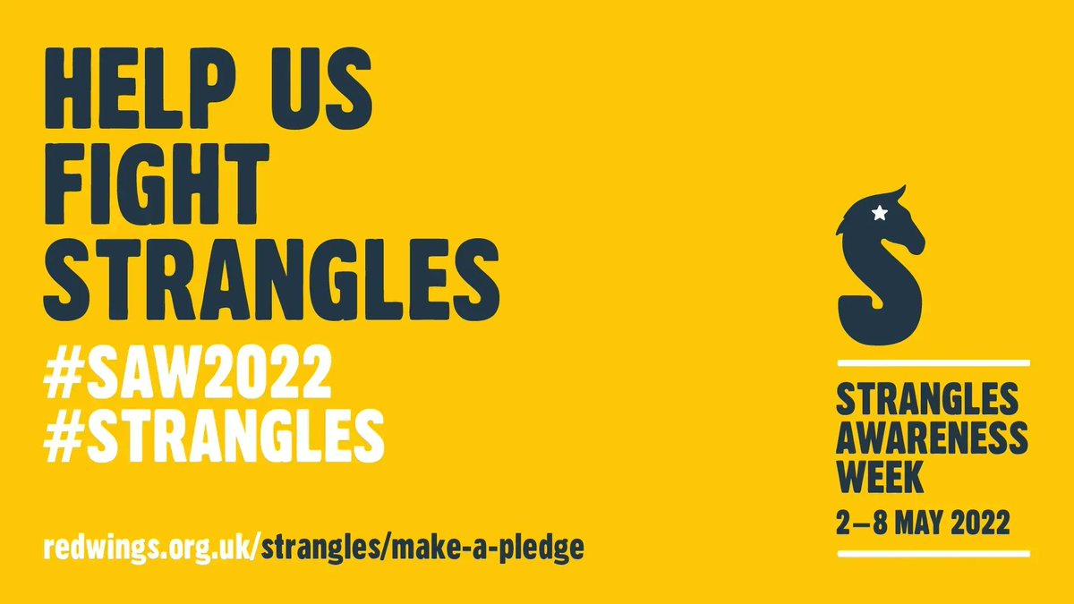 SRUC's tweet image. This year Strangles Awareness Week invites horse owners to start a healthy horse habit with benefits for horses that go beyond strangles! 

Follow @StranglesWeek to find out more!💛
#SAW2022 #StranglesAwarenessWeek #TempCheckChallenge