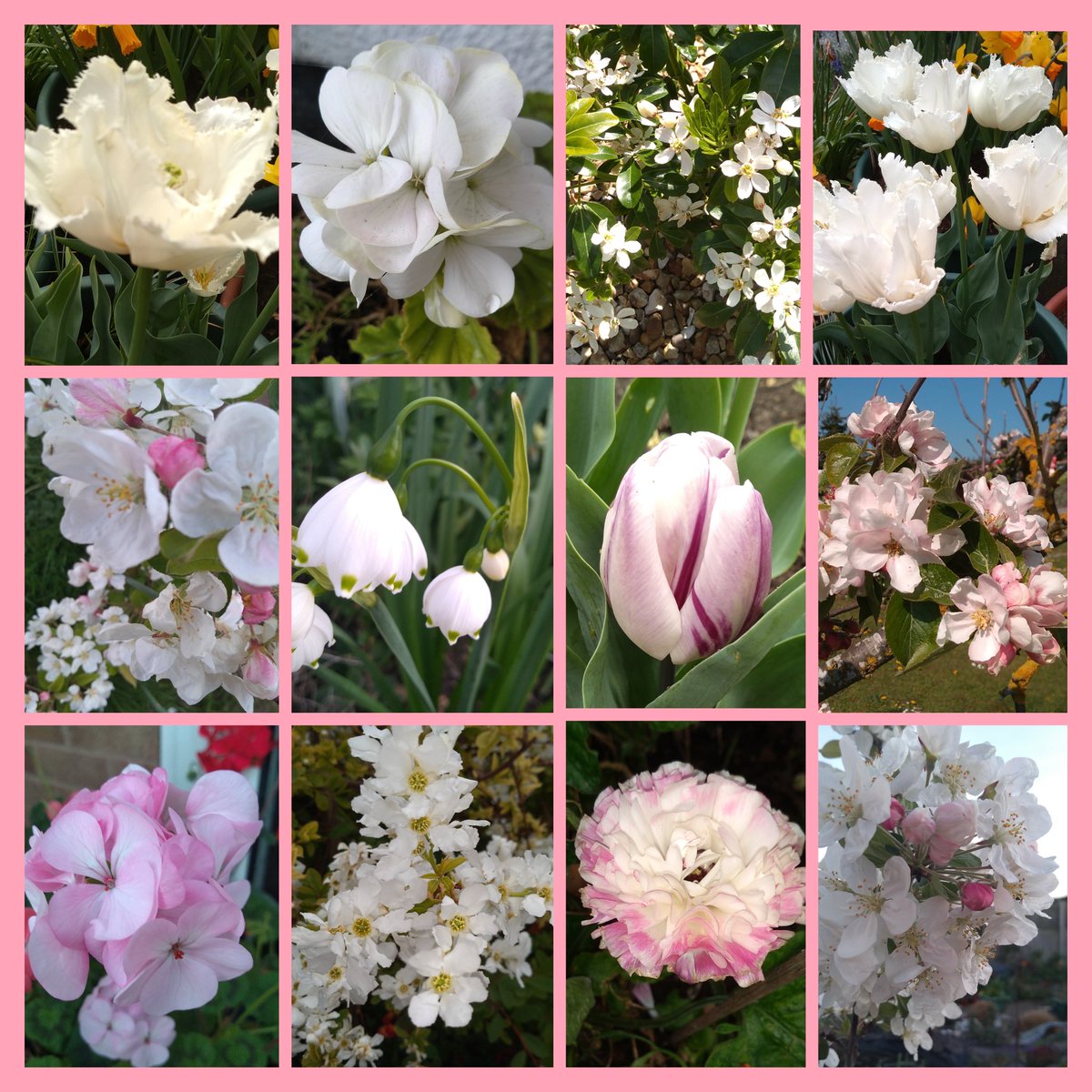 #flowersonfriday 
White and pastel colours to celebrate #sauvignonblancday  🥂 
Have a wonderful Friday everyone.
🌸🤍🌸🤍🌸🤍🌸🤍🌸🤍🌸🤍