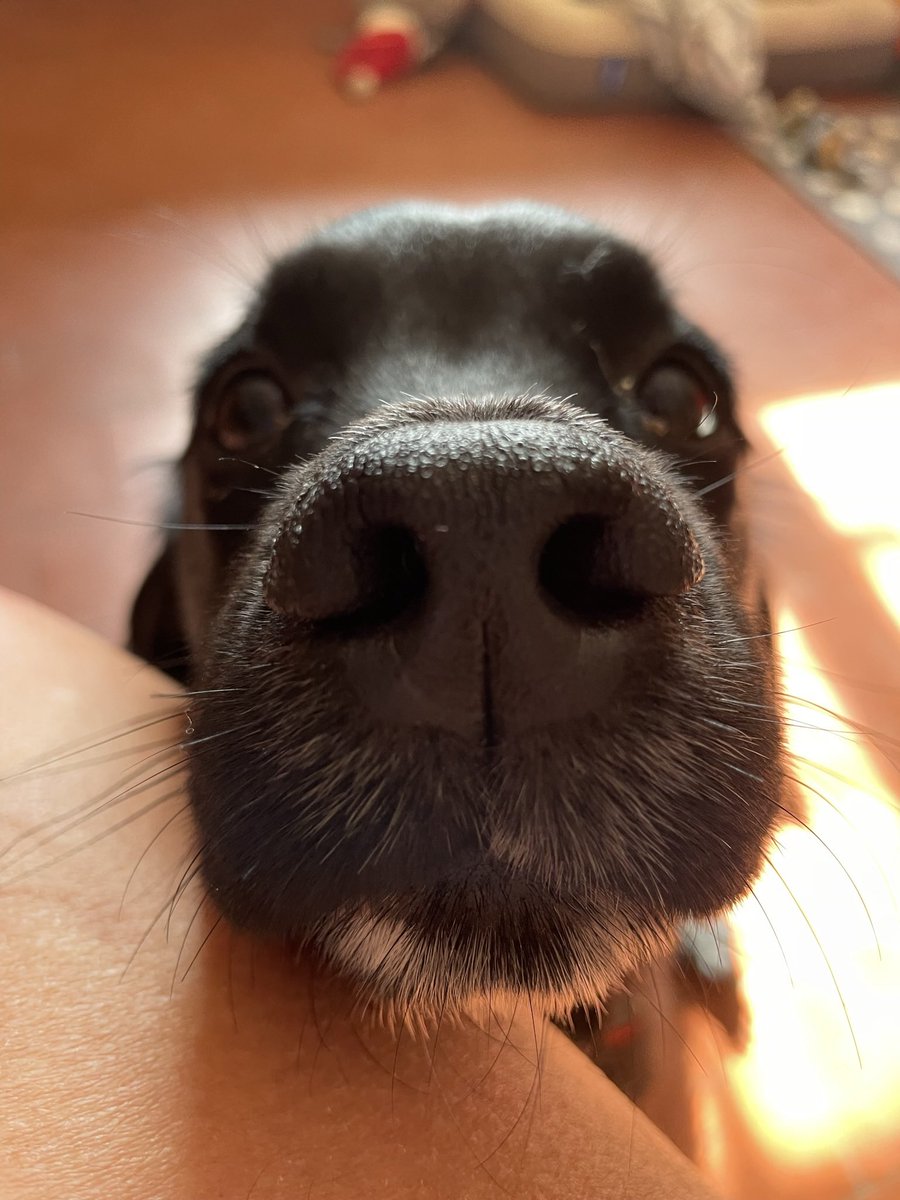 Can I hear you say BOOP??? #dogsoftwitter #DogsofTwittter