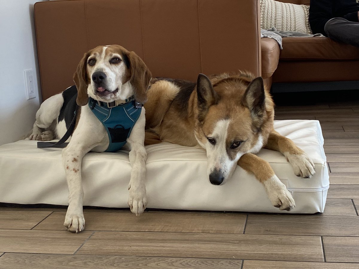 Sharing is caring eh? 😳 #dogsoftwitter