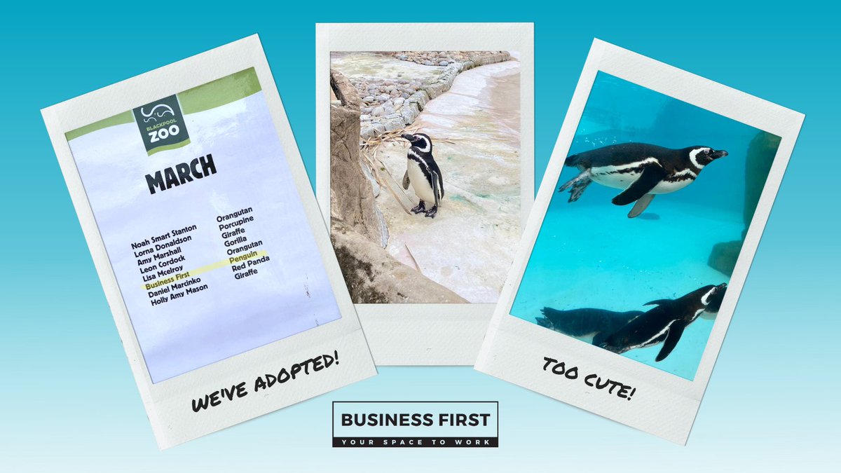 We took a visit to #blackpoolzoo to see our new adoptees - the penguins! 🐧

We adopted them back in March to raise awareness for World Penguin Day last month and we've loved seeing them today in #Blackpool! 😍