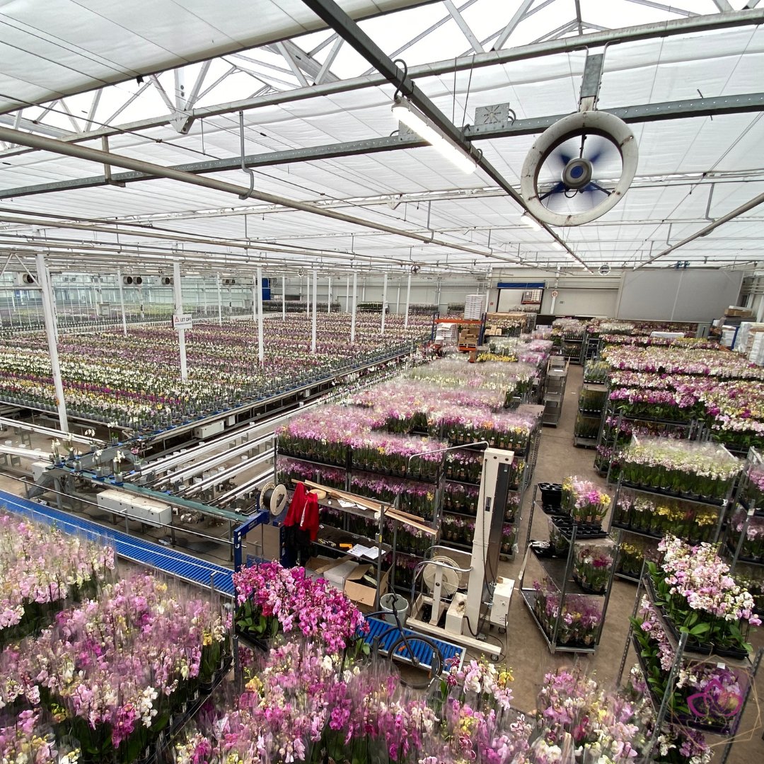 CJ Orchids tweet media