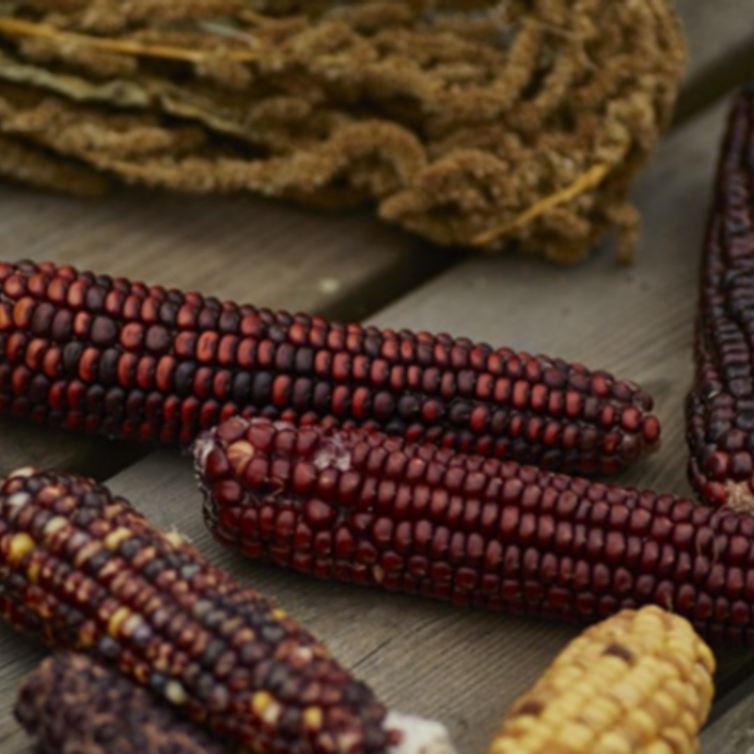 Join Christian Keeve for the political ecologies, cooperative geographies, and knowledge politics of seedkeeping and seed grower networks. This is part of our @TheGaiaFoundation webinar series with @CSAnetwork @OGA 
ow.ly/AVeG50IZ28I