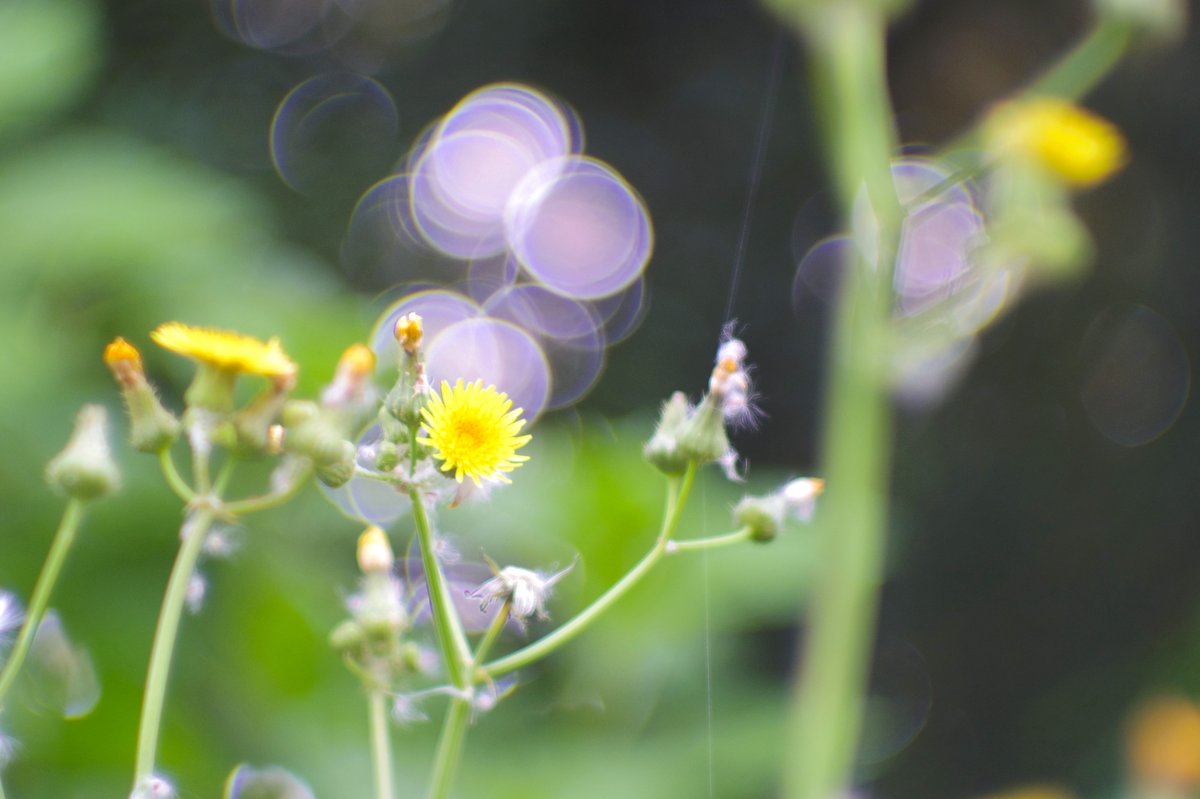 ValeLawson's tweet photo. PENTAX Q10
Yashica Cine Yashinon 38mm f1.4
#PENTAXQ 
#pentax 
#PHOTOGRAPHY https://t.co/ceHdmGUVDo