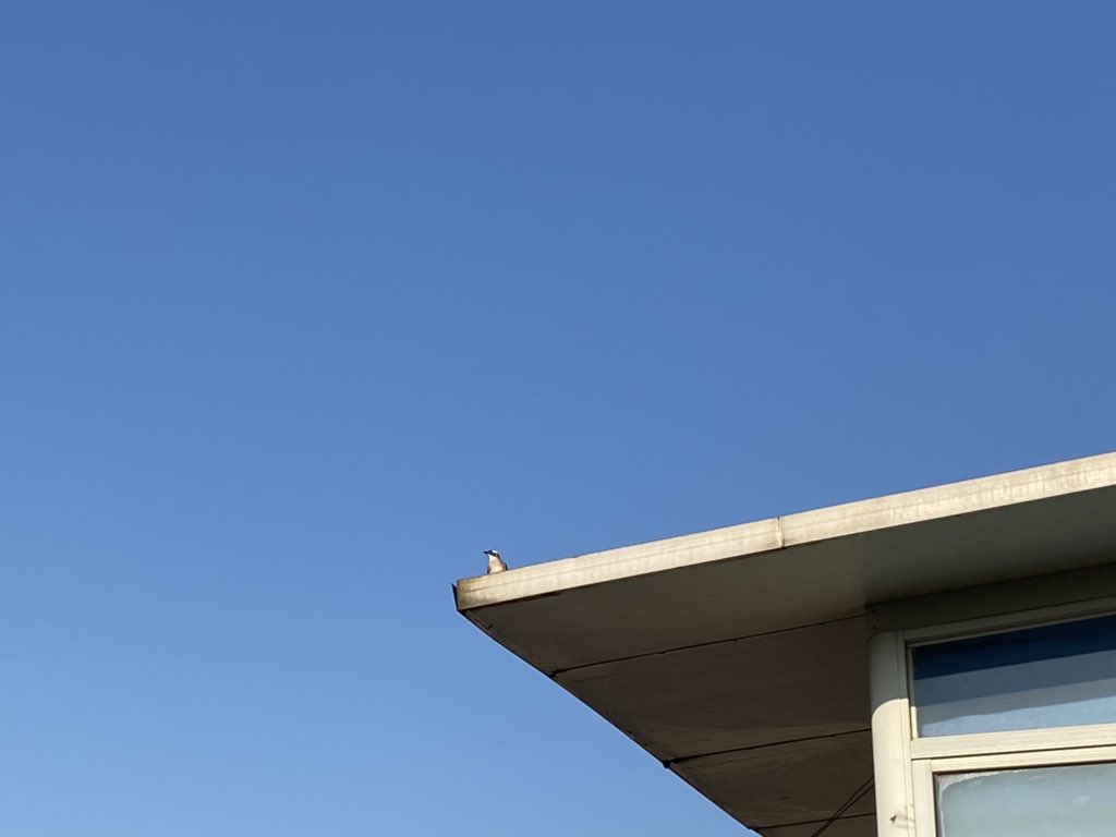 ロックダウンにペンギン撮れました